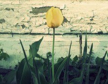 Spring Tulip
